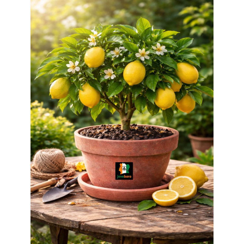 Jeune Arbre fruiter