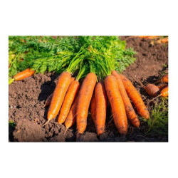 Carottes