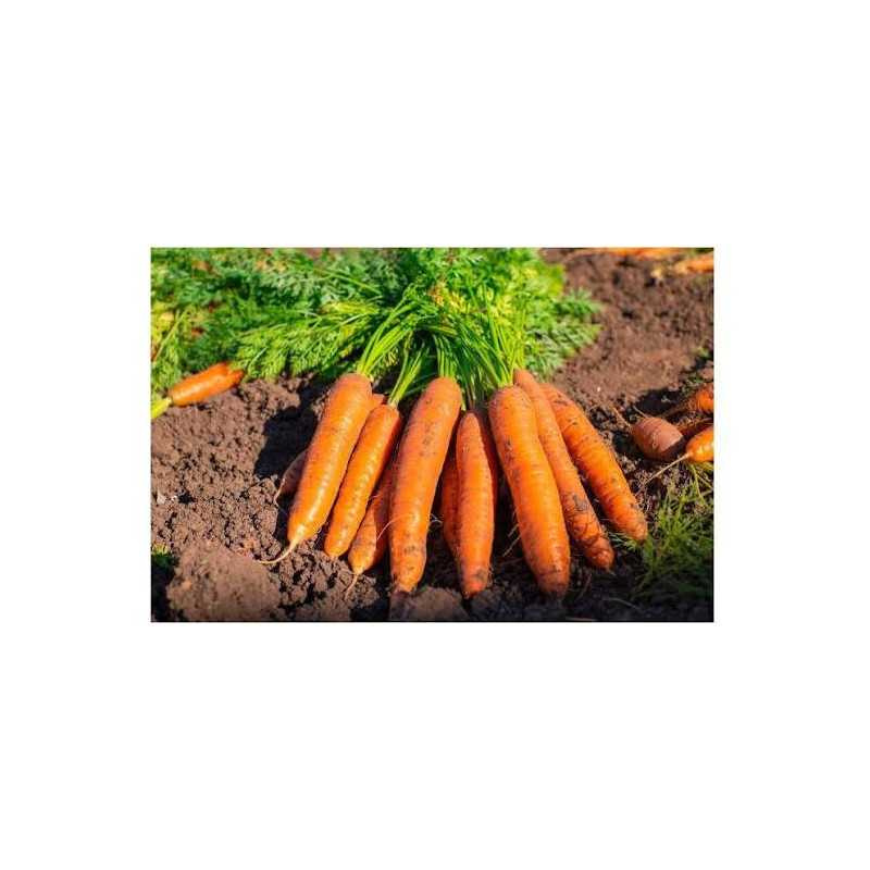 Carottes