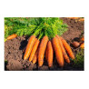 Carottes