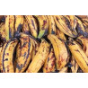 Banane Plantain