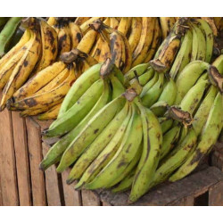 Banane Plantain