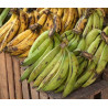 Banane Plantain
