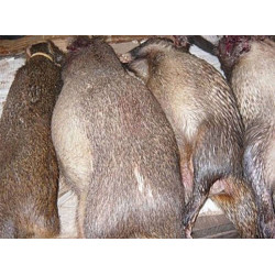 Viande d'agouti