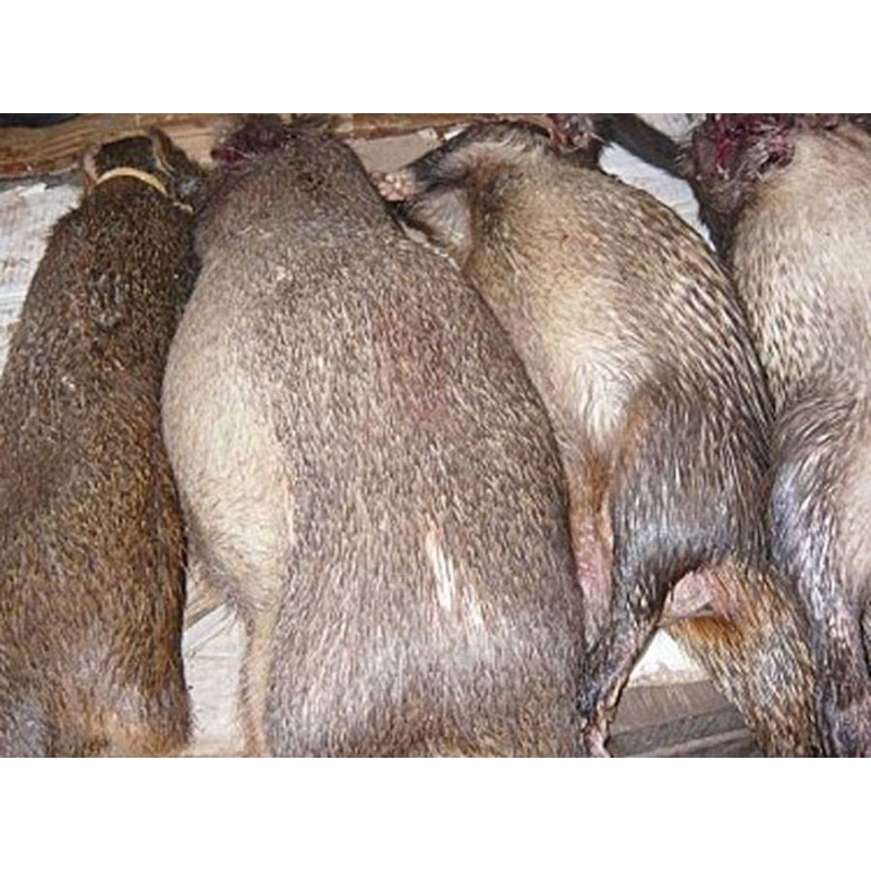 Viande d'agouti