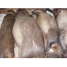 Viande d'agouti