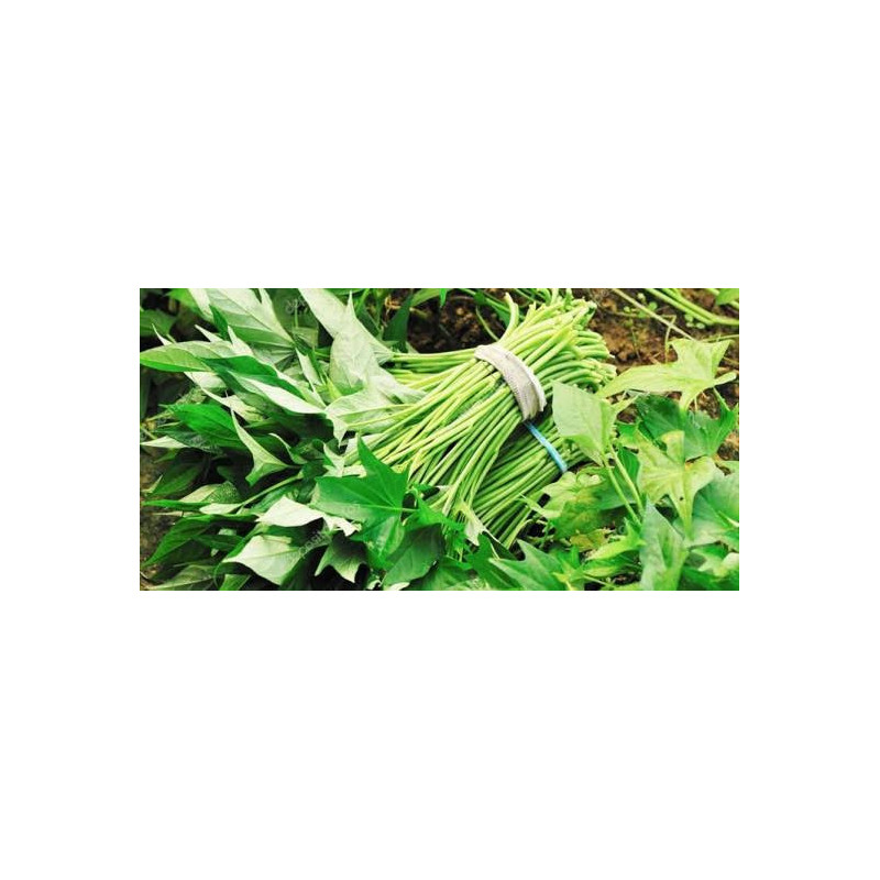 Feuille de patate