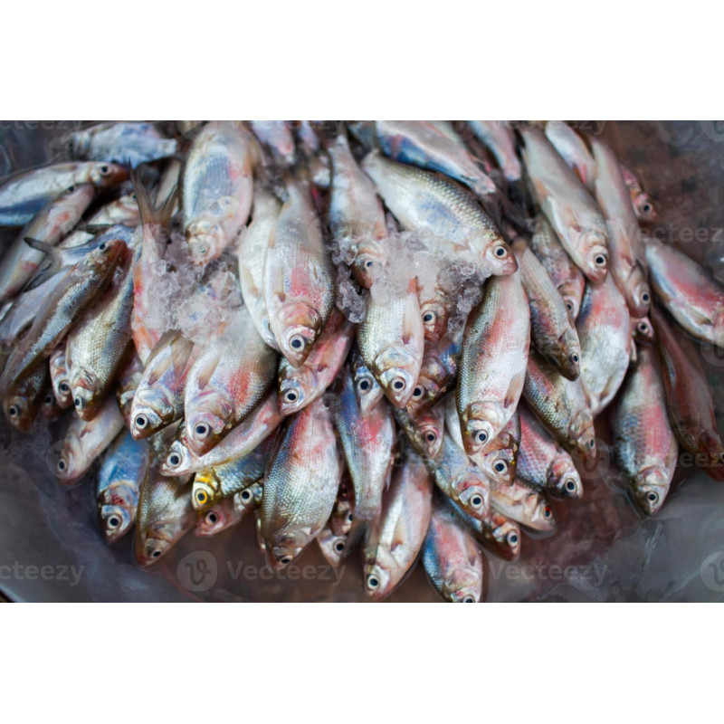 Poisson Frais