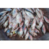 Poisson Frais