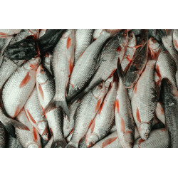Poisson Frais