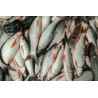 Poisson Frais
