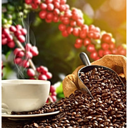 Café non torrifié