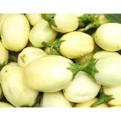 Aubergine africaine