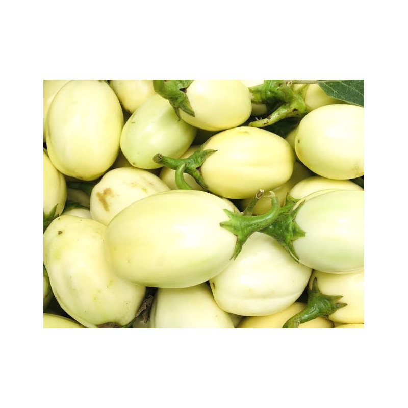 Aubergine africaine