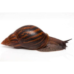 Escargot