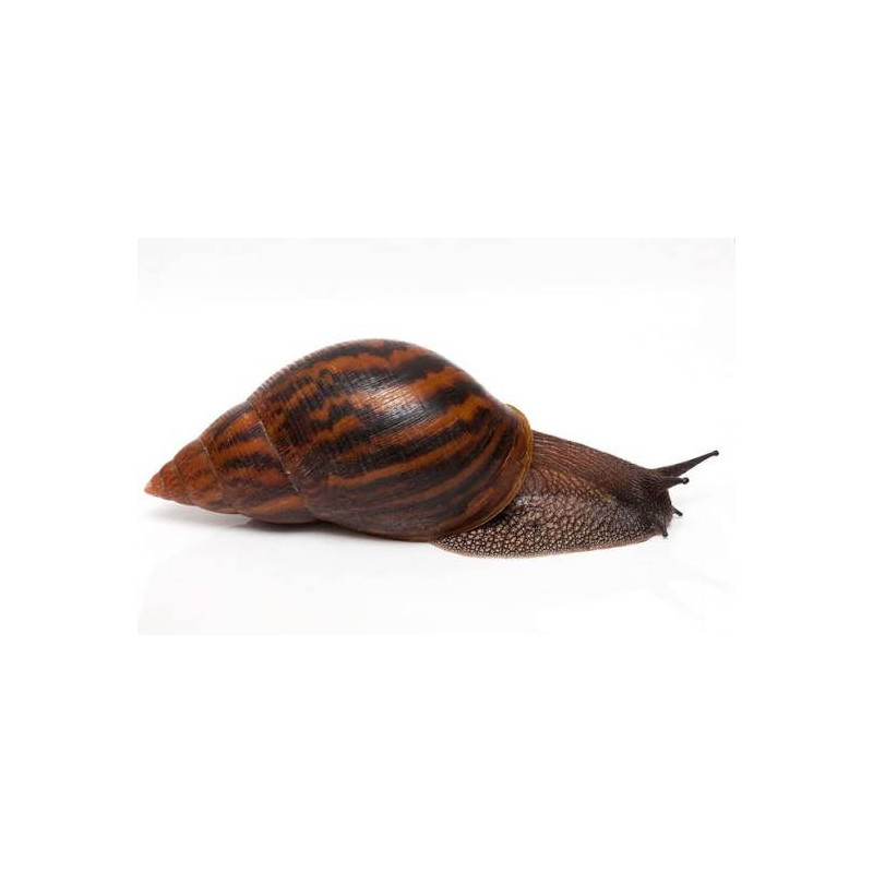 Escargot