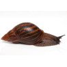 Escargot