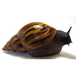 Escargot