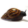 Escargot