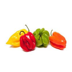 Piment