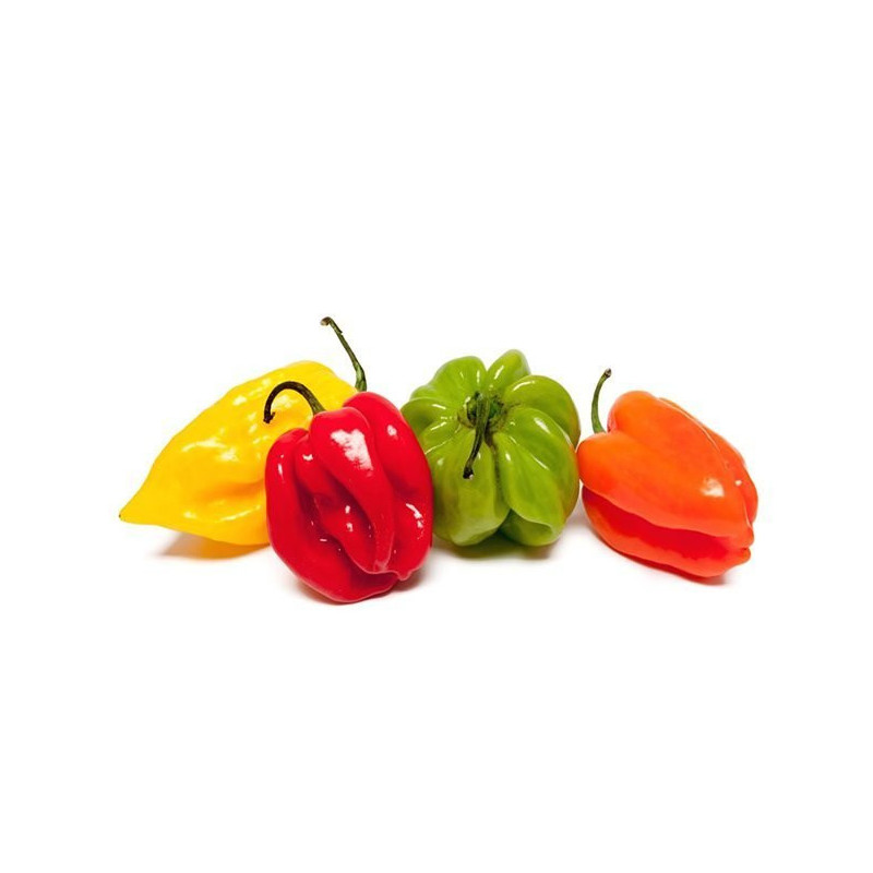 Piment