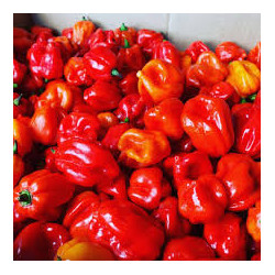 Piment