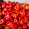 Piment