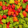 Piment