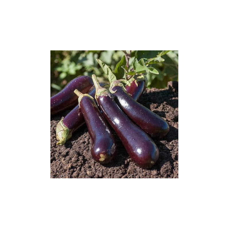 Aubergine violette