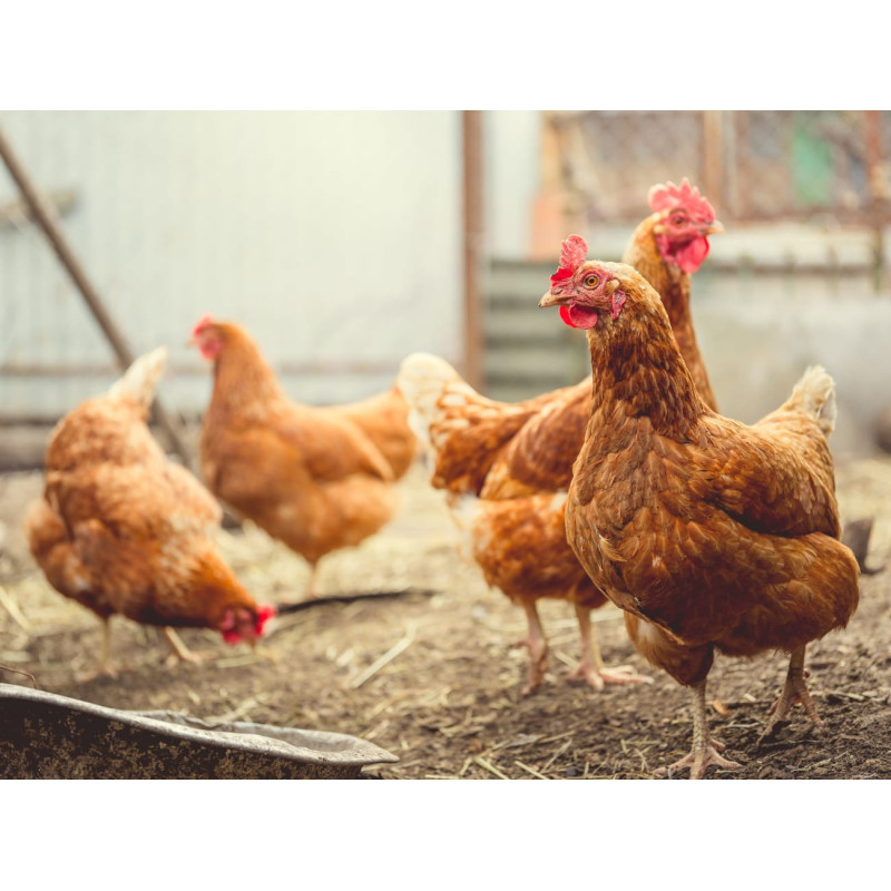 Poulet africain