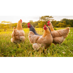Poulet africain