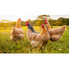 Poulet africain