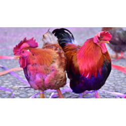 Poulet africain