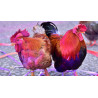 Poulet africain