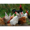Poulet africain