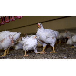 Poulet de chair