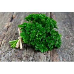 Persil frais
