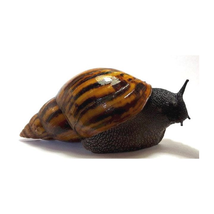 Escargot