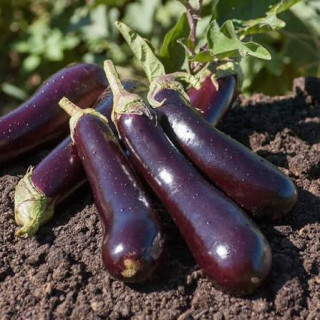 Aubergine violette