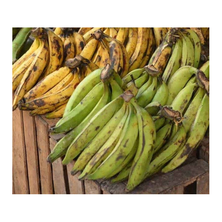 Banane Plantain