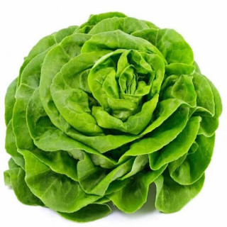 Feuilles de Laitue