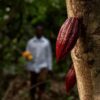 Fèves de Cacao – Image 2