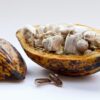 Fèves de Cacao